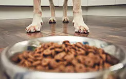  2021/10/feeding-dog-dish-245.jpg Domestic life with pet. Feeding hungry labrador retriever. Paws in front of the bowl with granules.