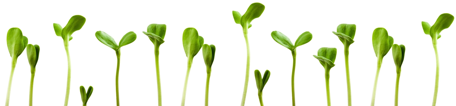 Seedlings against a white background